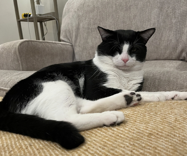 Hey Pandas, Share Some Cute Pet Pics.