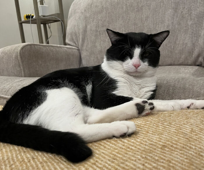 This Is My Boy, Mauser. We Found Him At A Park And Decided To Adopt Him. We Had My Brother Name It Because He Always Wanted A Cat