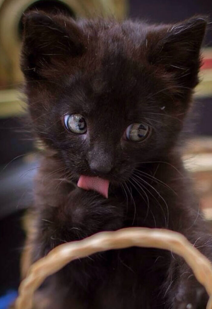 This Is The Cutest Blep I Can Find, Try And Beat Me!
