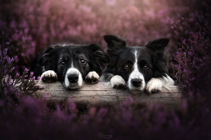 Border Collies Hope And Kyle Acting Like The Cutest Duo During The Heather Season