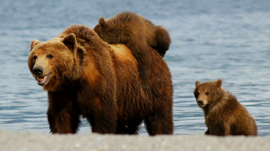 I Spent 5 Days Among Bears At The Edge Of The World