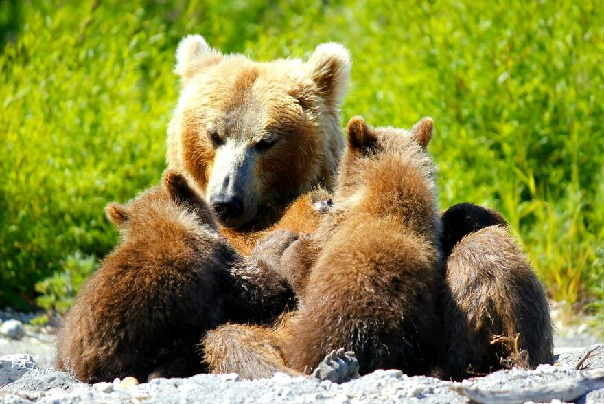 I Spent 5 Days Among Bears At The Edge Of The World