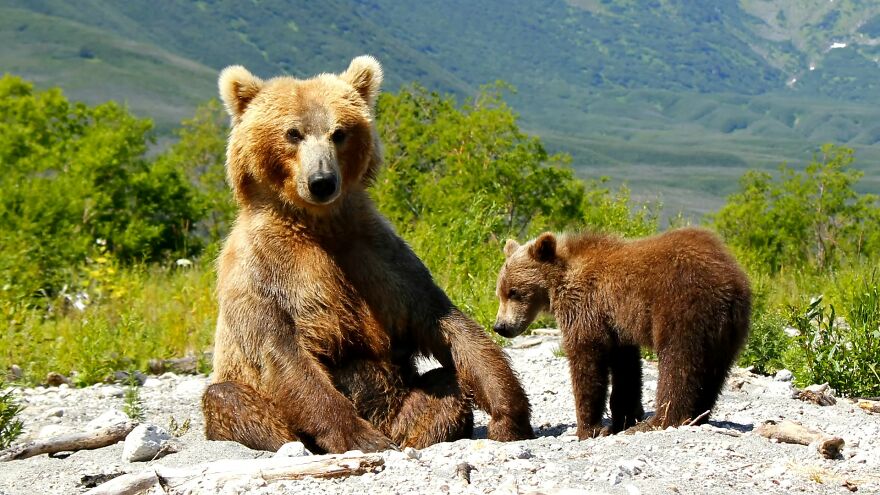 I Spent 5 Days Among Bears At The Edge Of The World