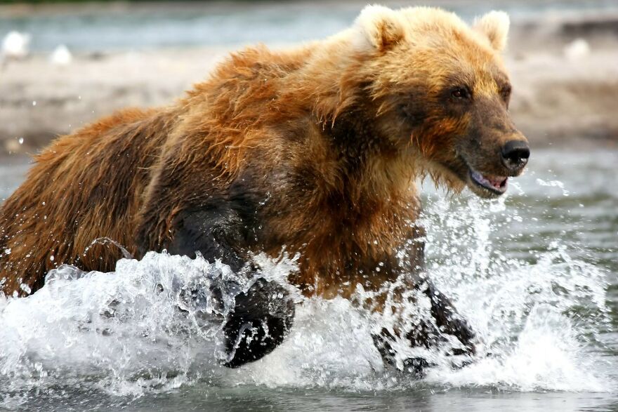 I Spent 5 Days Among Bears At The Edge Of The World