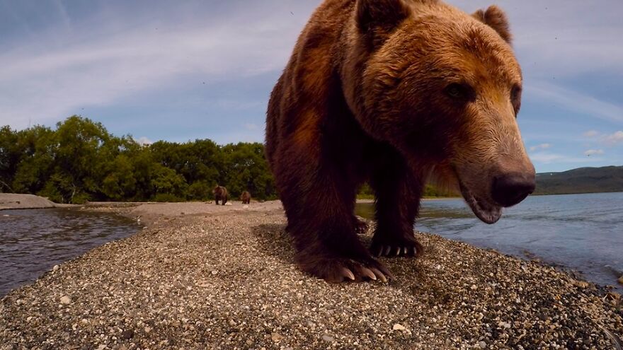 I Spent 5 Days Among Bears At The Edge Of The World