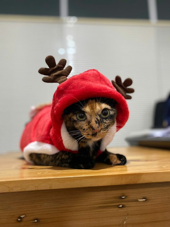 Tortie Who Resigned To Her Reindeer Costume This Year
