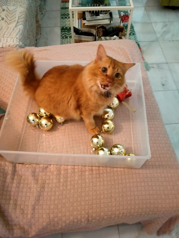 Fish "Helping" With The Baubles