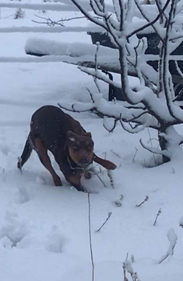 Olive Getting The Snow Zoomies