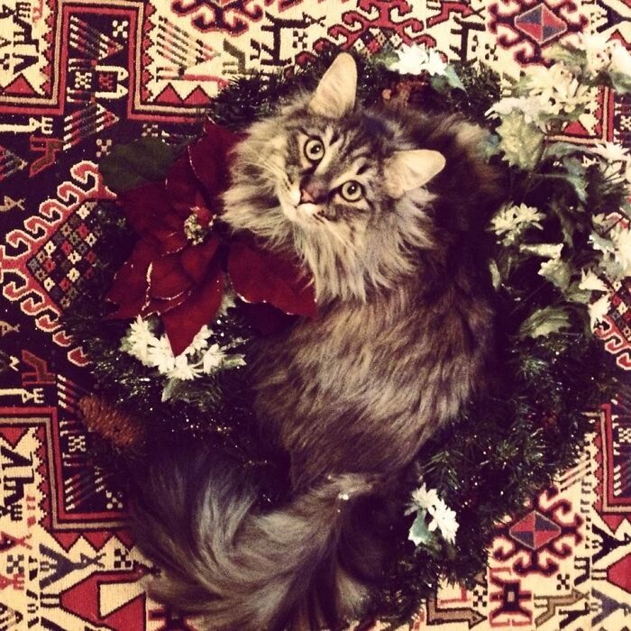 The Cutest Of Christmas Wreaths!