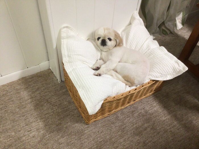 Taffy— 16 Years Old And Counting!