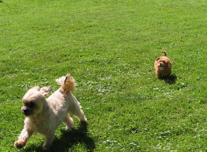 Zoey Was Our Part-Time Dog (Her Owner Worked A Lot) For A While So She Spent A Lot Of Time At Our House. She Was Being Chased By Patrick, The Little Puppy From Next Door