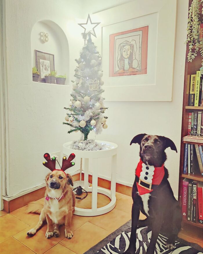 Pixel And Bo In The Festive Spirit. (I Don't Think Pixel Like Being A Reindeer.)