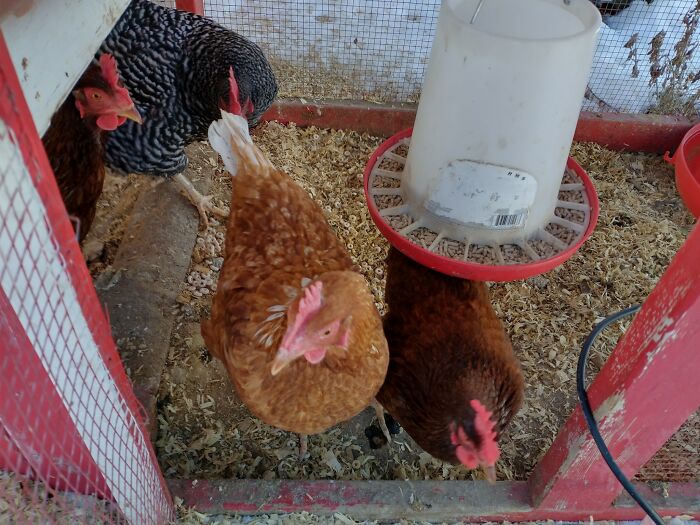 I'm So Happy I Grew Up With Chickens, Here Is My Story