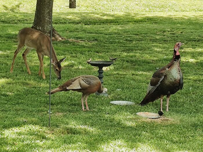 The Two Local Smokey Grey Hens Paying Me A Visit, And A Lone Fawn Making New Friends