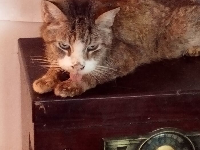 Pinkie. He Left Us One 5 Months Ago