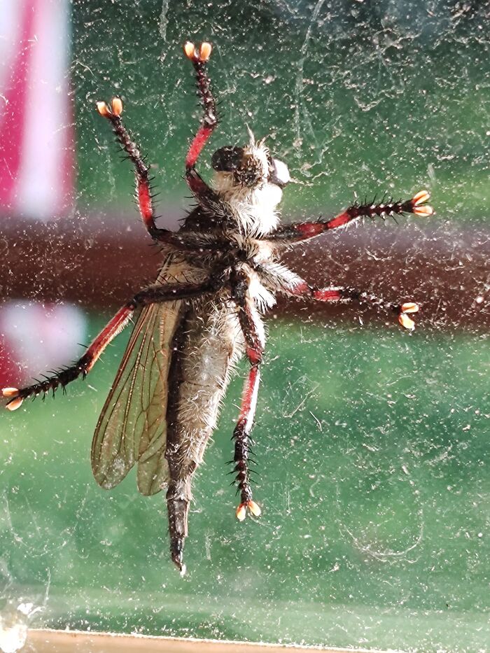 A "Robber Fly" Resting On A Dusty Window