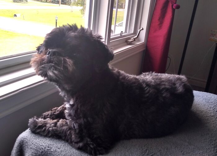 My Other Favourite Pic Of 2023 - Our Buddy In His Favourite Spot Looking Out The Front Window. Buddy Passed In Early November At 14. He Will Be Missed