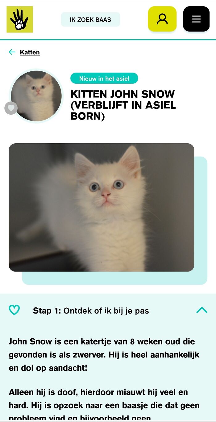 This Was An Ad I Got To Adopt "Stays In Shelter Bron"