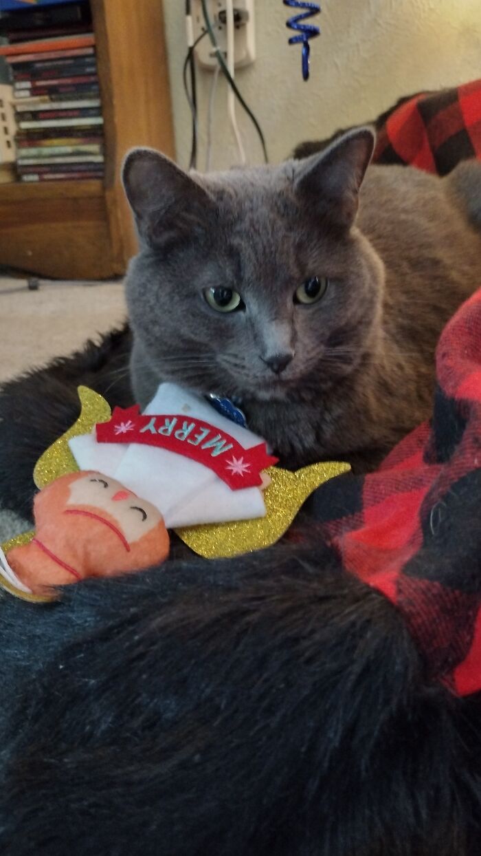 My Kitty And The *ahem Ornament She Pulled Off The Tree Cough Cough* Her Toy