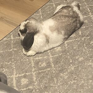 loganschuster avatar