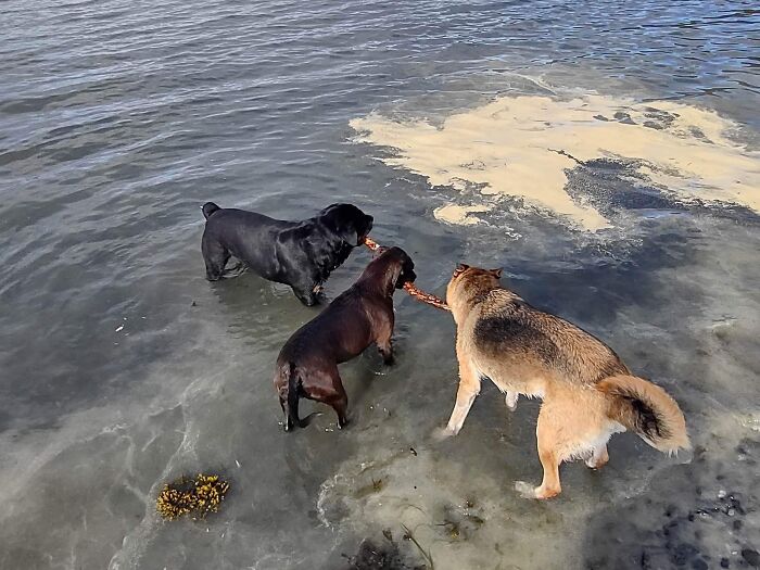 Charlie, Oda, And Astrid All Fetching The Same Stick. Kodiak, Ak, The Yellow Stuff Is Spruce Pollen In The Ocean