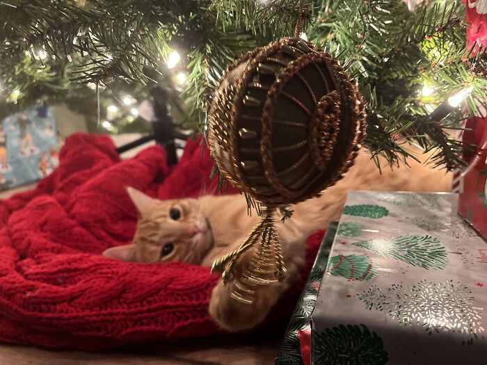 Poci Playing With An Ornament. He Always Takes Naps Under The Tree. He Is The Greatest Present Under There 💗