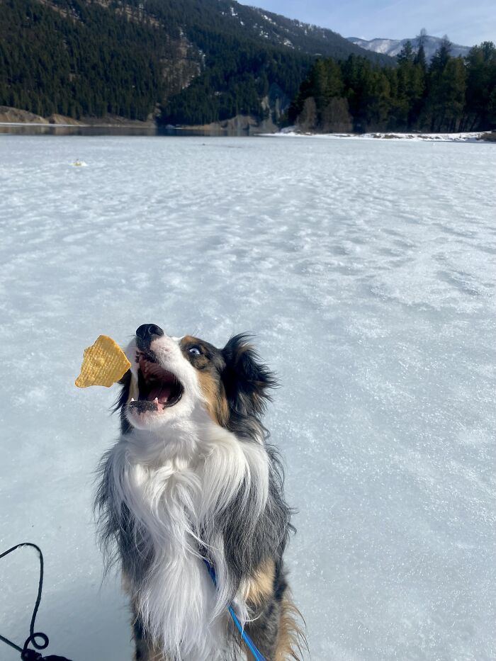Action Shot Of My Rescue Boy Blue While Ice Fishing