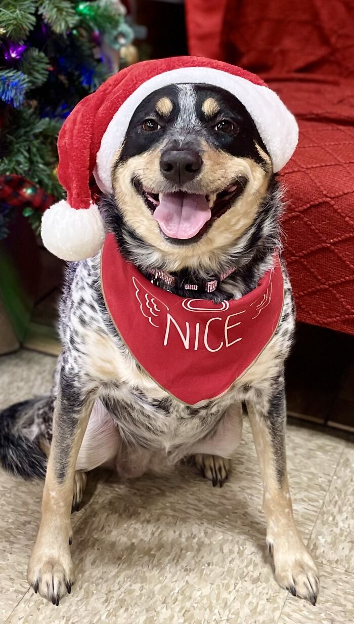 My Sweet Rescue Nova Is Always On The Nice List (And Smiling)