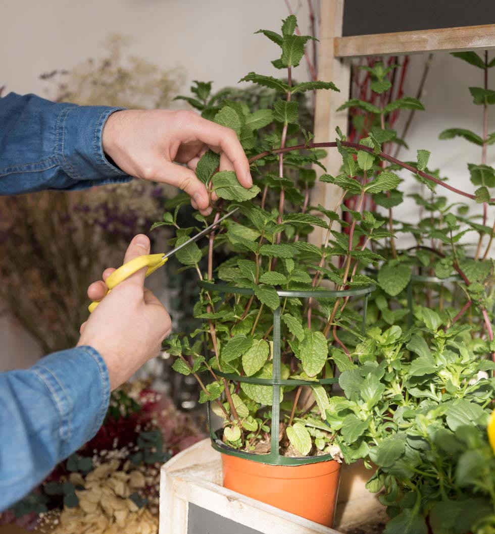 Florist’s hands cutting the twig of mint plant with scissors