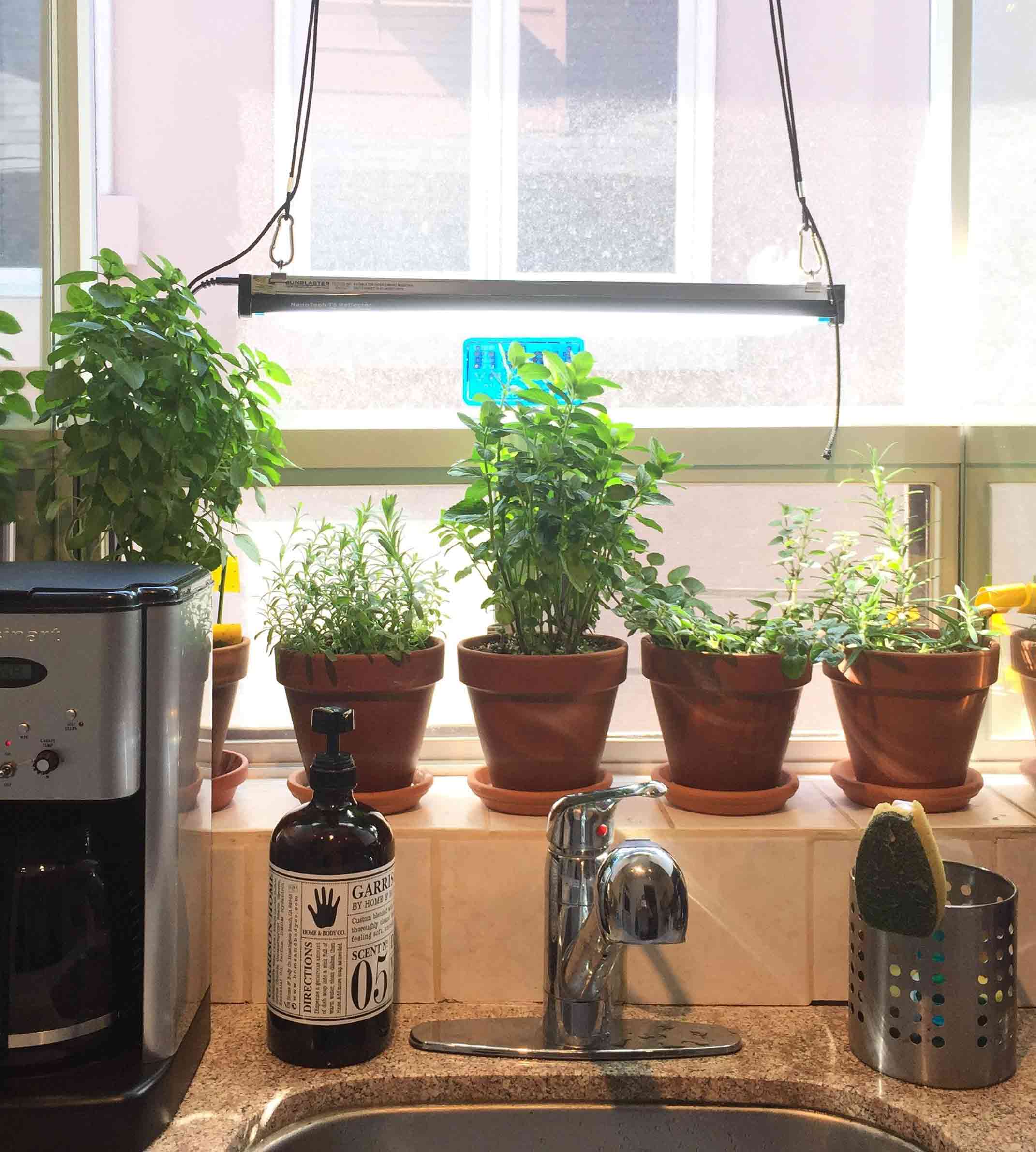 Indoor herb garden setup on the windowsill, from left to right: columnar basil, english lavender, spearmint, greek oregano, and rosemary