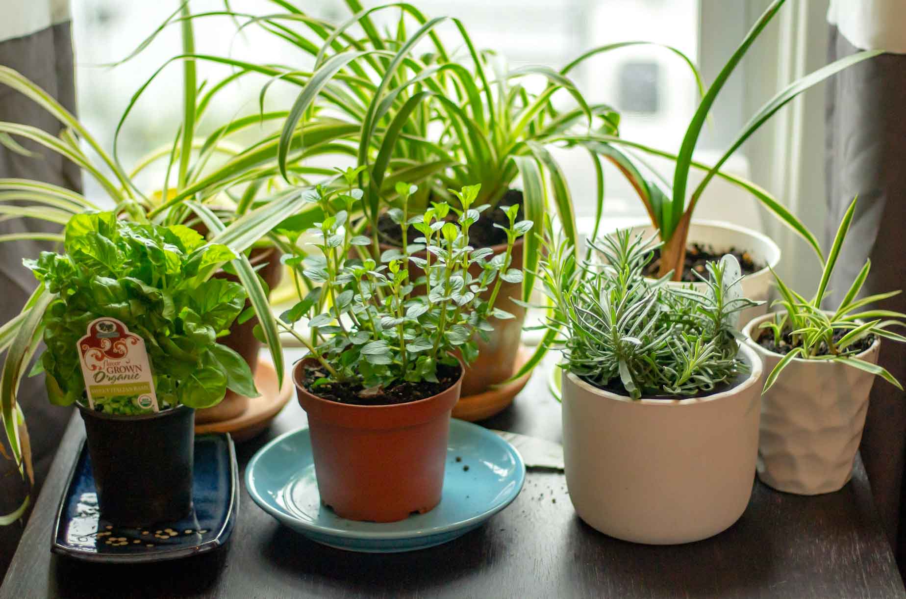 Indoor herb garden - assorted potted plants on the table