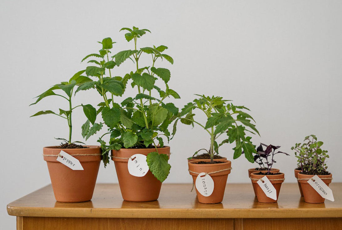 Potted plants on wooden table: pepper, mint, tomato, basil, oregano 