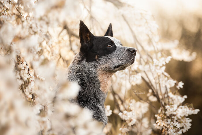 Cattle Dog Joa Admiring The Spring Blossom