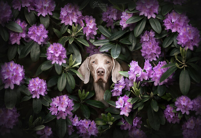 Hiding Between The Rhododendron With Kess The Weimaraner