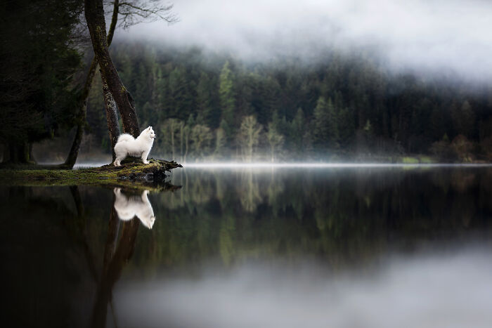 2023 Had A Very Calm Beginning Spending Some Time In This Magical Part Of France With My Samoyed Nanuq