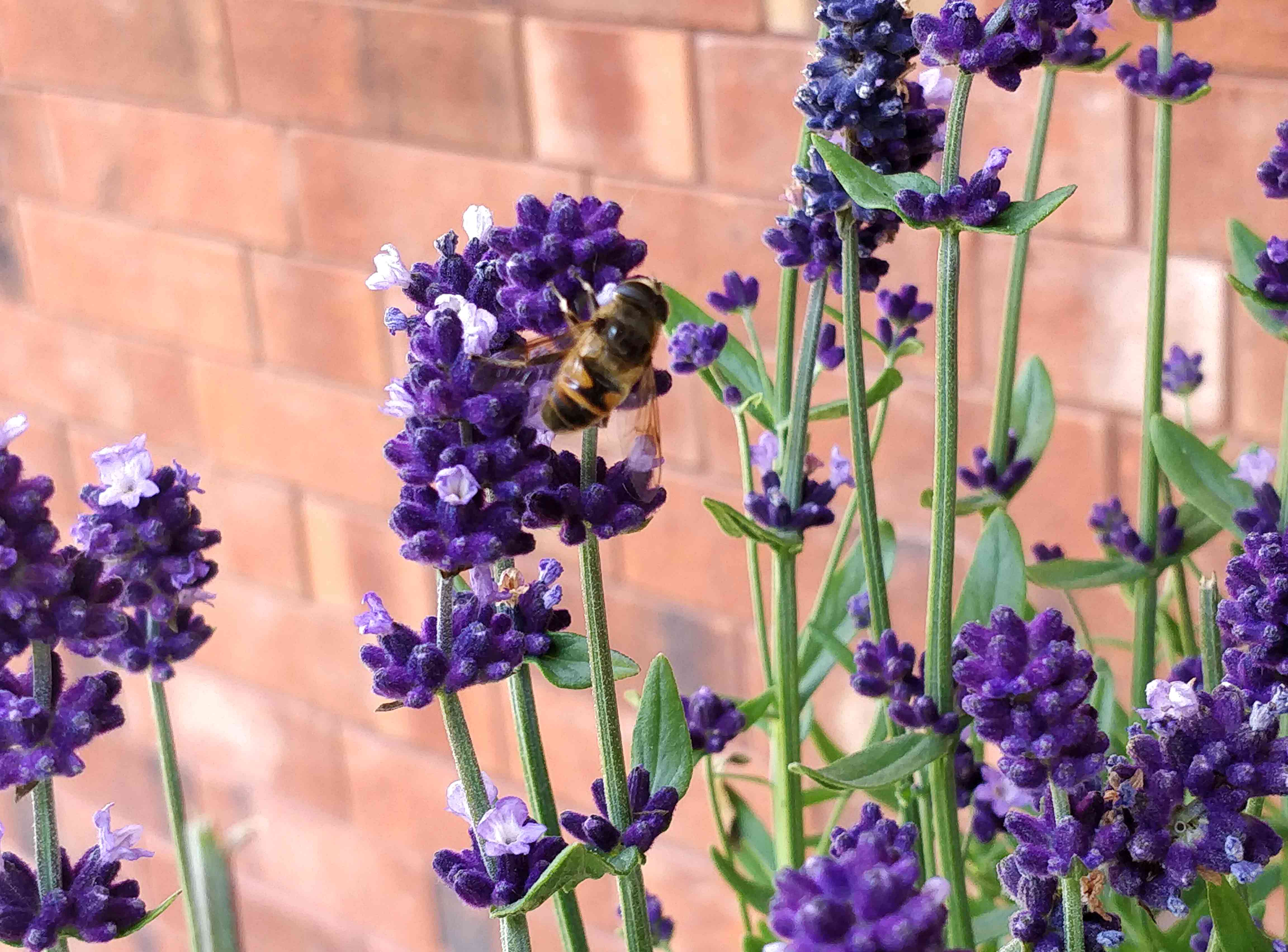 Lavender (Lavandula spp.) flowers with a bee