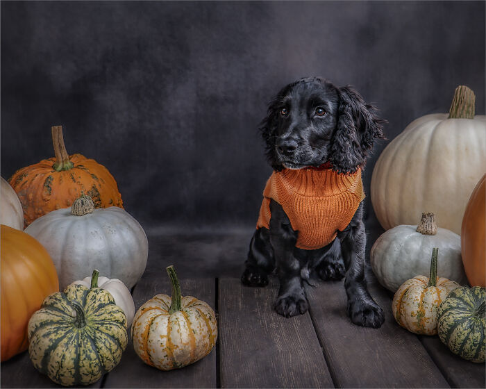 Halloween Pawtrait Shoot (4 Pics) Halloween Pawtrait Shoot (4 Pics)