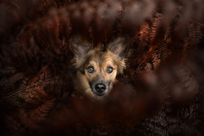 Hiding Between The Ferns With Little Louie