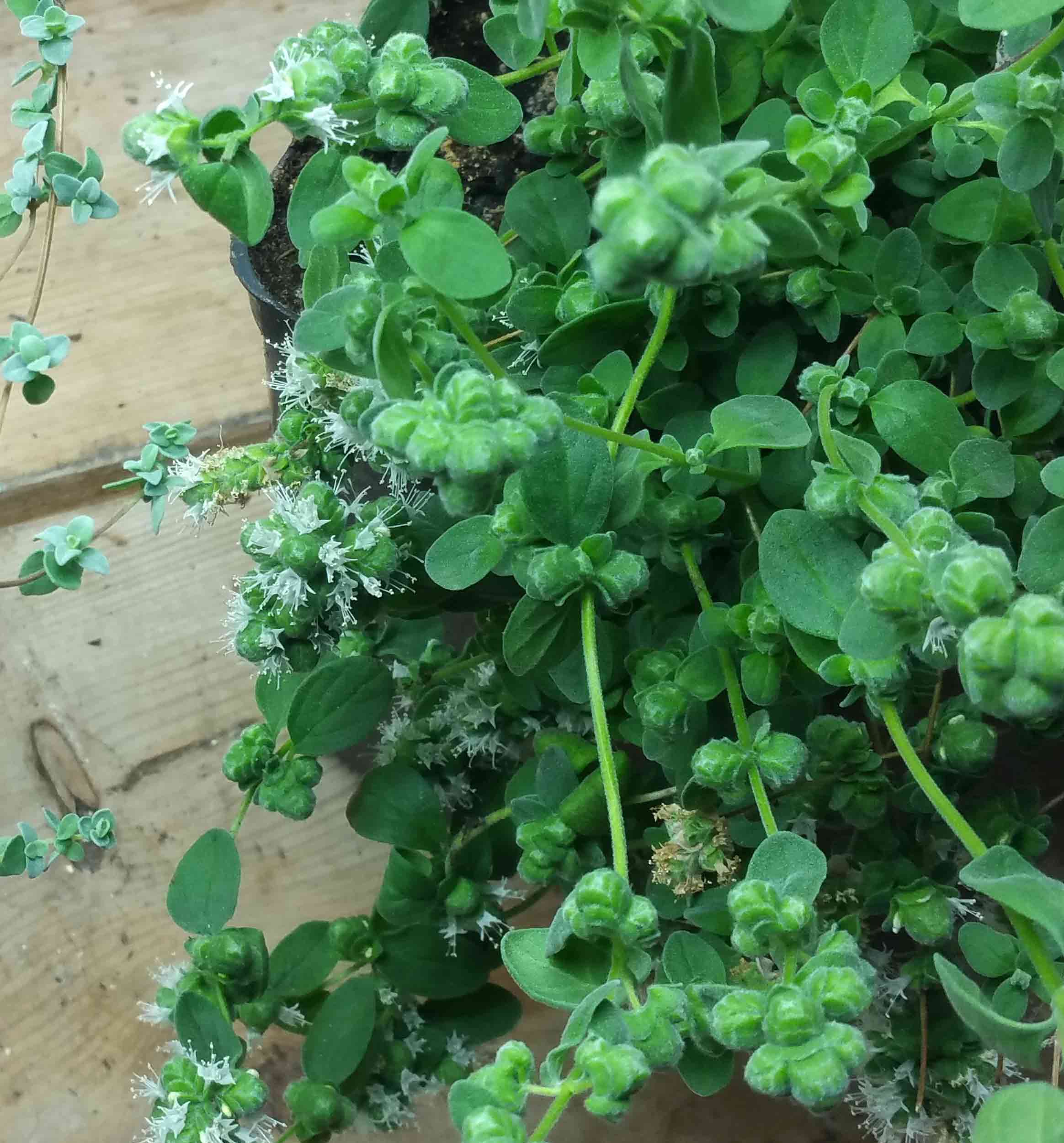 Marjoram (Origanum majorana) plant Marjoram (Origanum majorana) plant