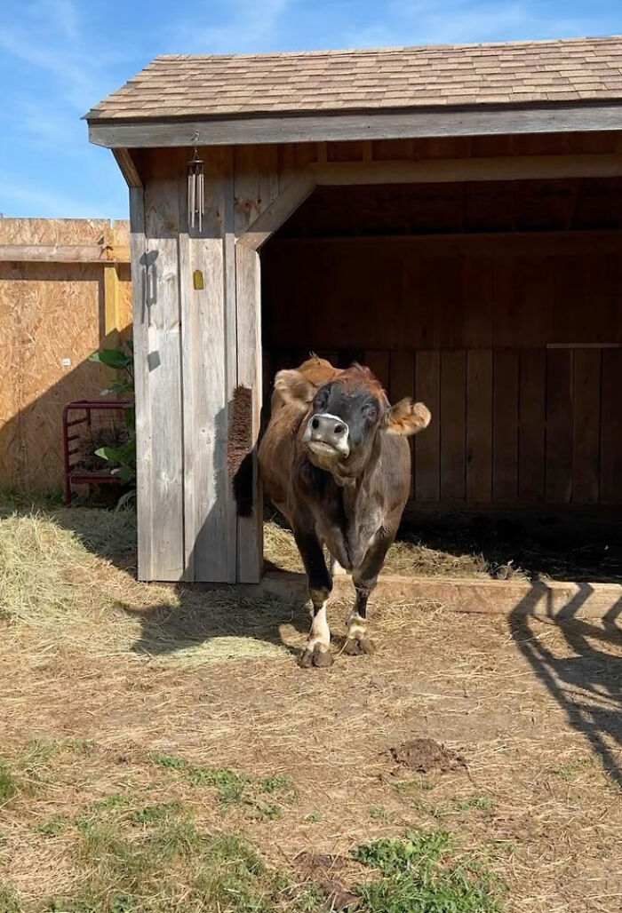 This Blind Cow Can’t Stop Cuddling With The People Who Rescued Her From A Dairy Farm