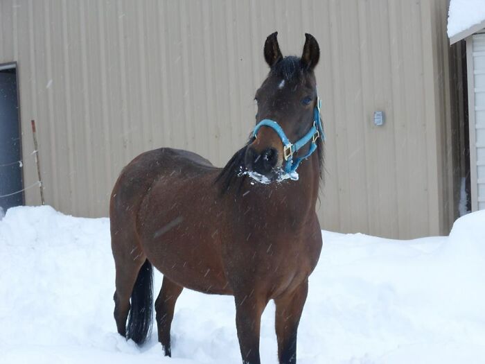 Millie, My Arabian Horse, Loves To Play In The Snow...and Then Come Back Inside!