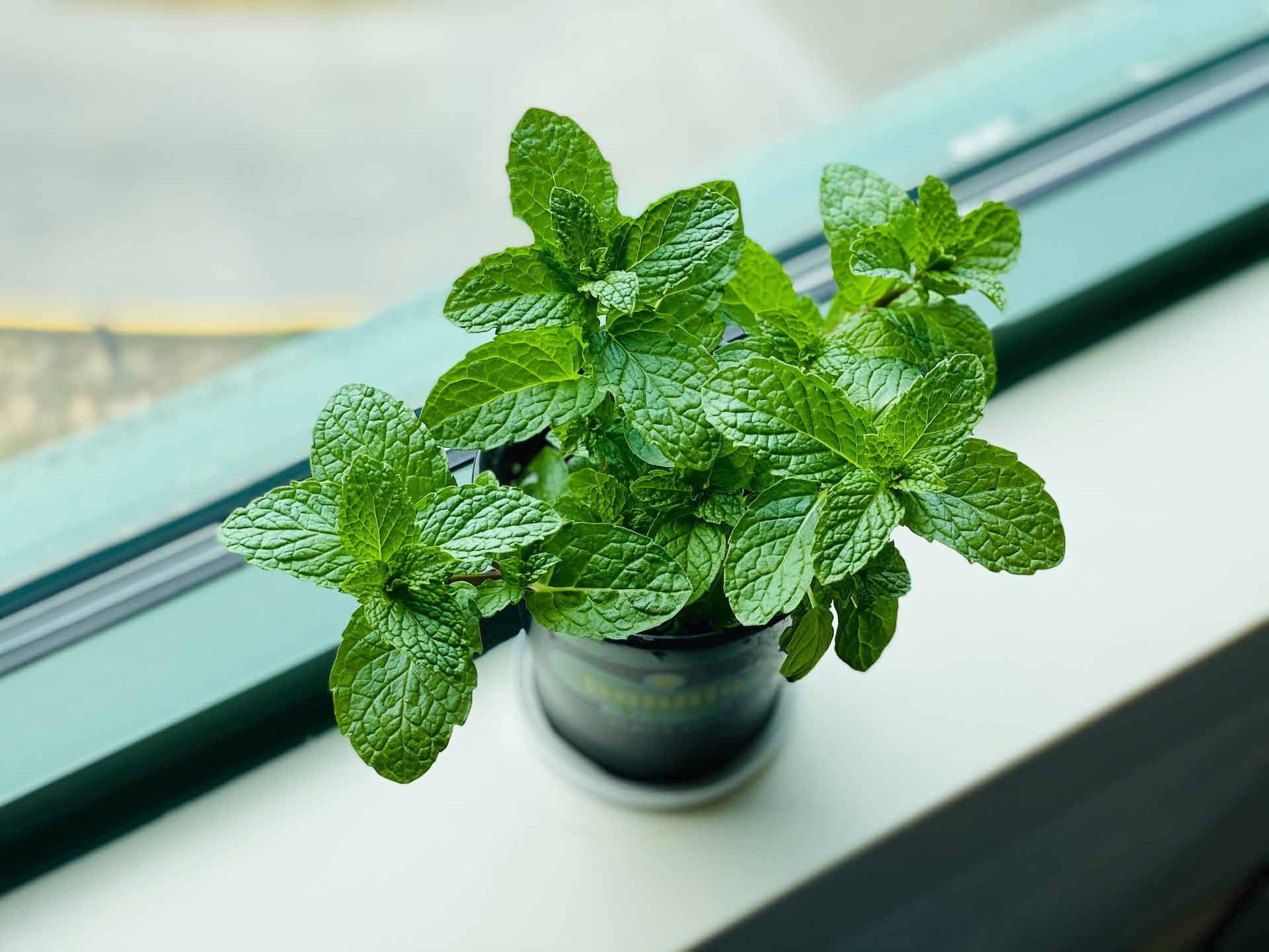 Mint (Mentha spp.) in black pot on windowsill Mint (Mentha spp.) in black pot on windowsill