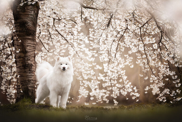 Samoyed Nyma Fit In Perfectly Underneath This Small Blossom Tree
