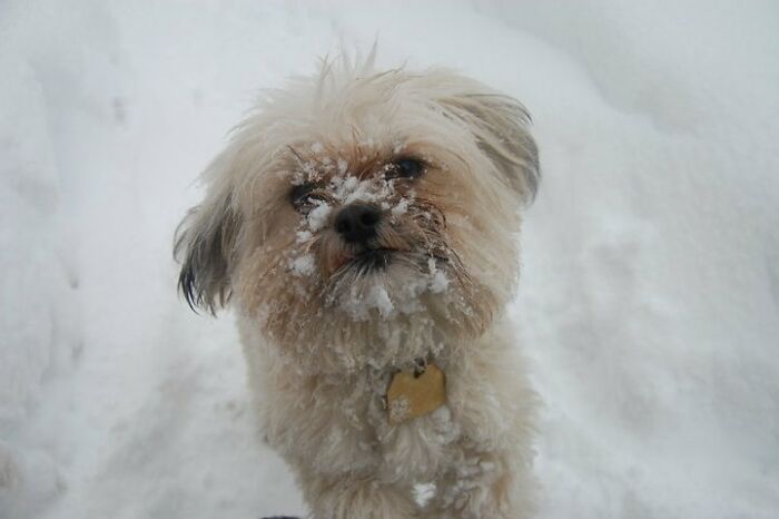 Oliver In The Snow