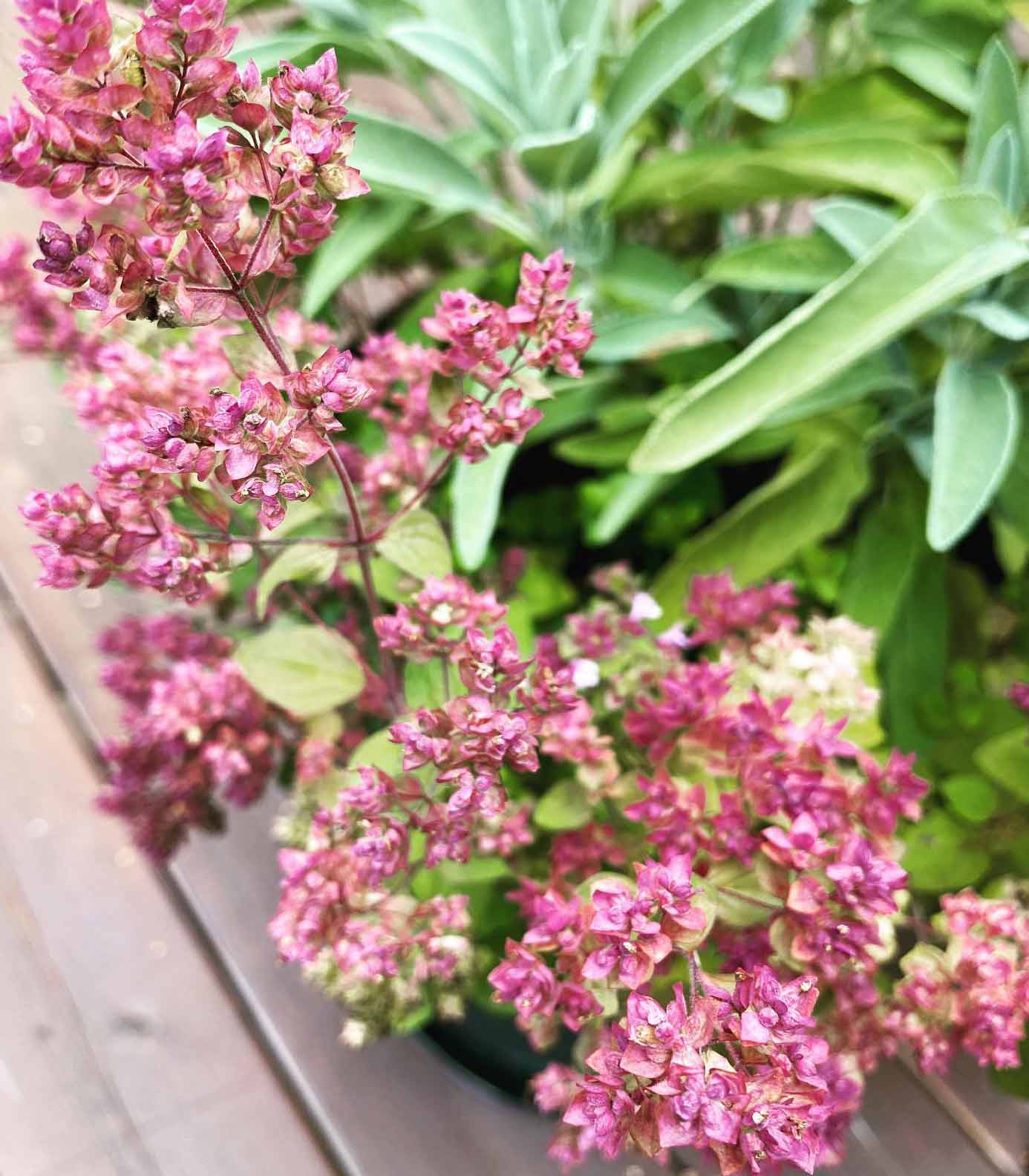 Blooming oregano (Origanum vulgare)