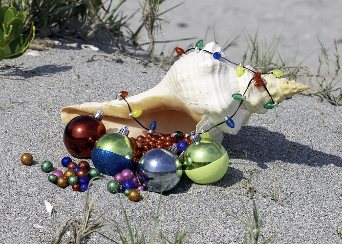 Christmas Conch