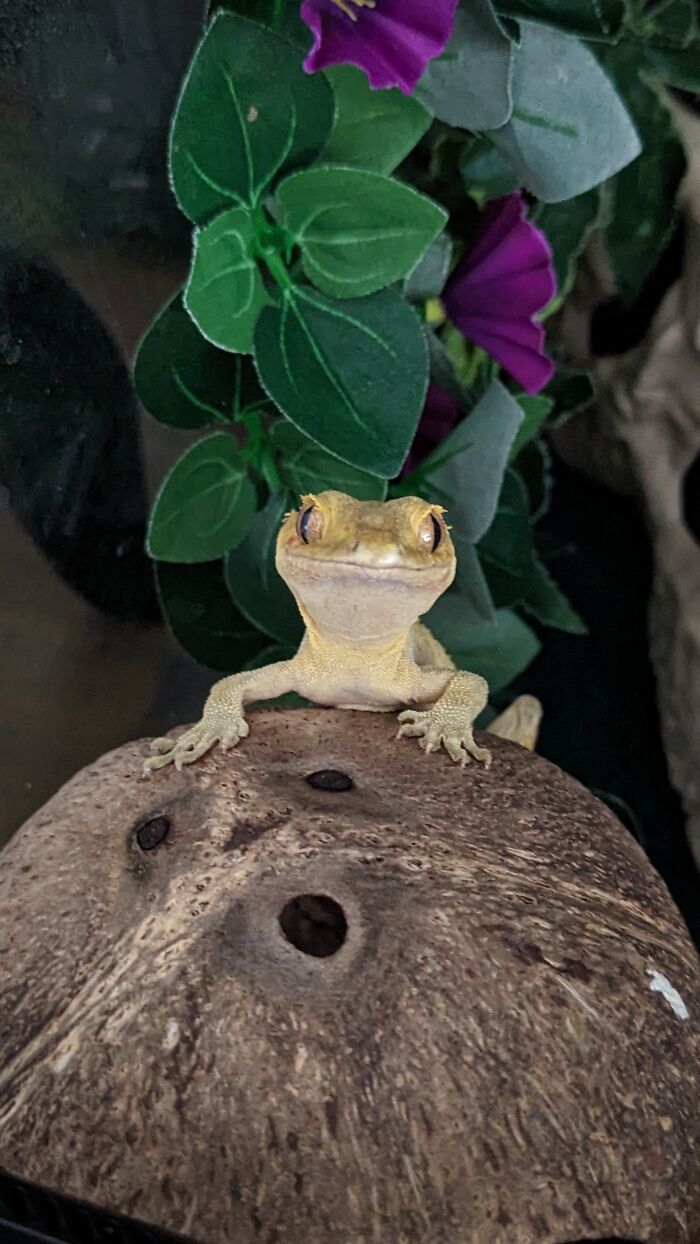 Last Photo Of My Crested Gecko, Paul