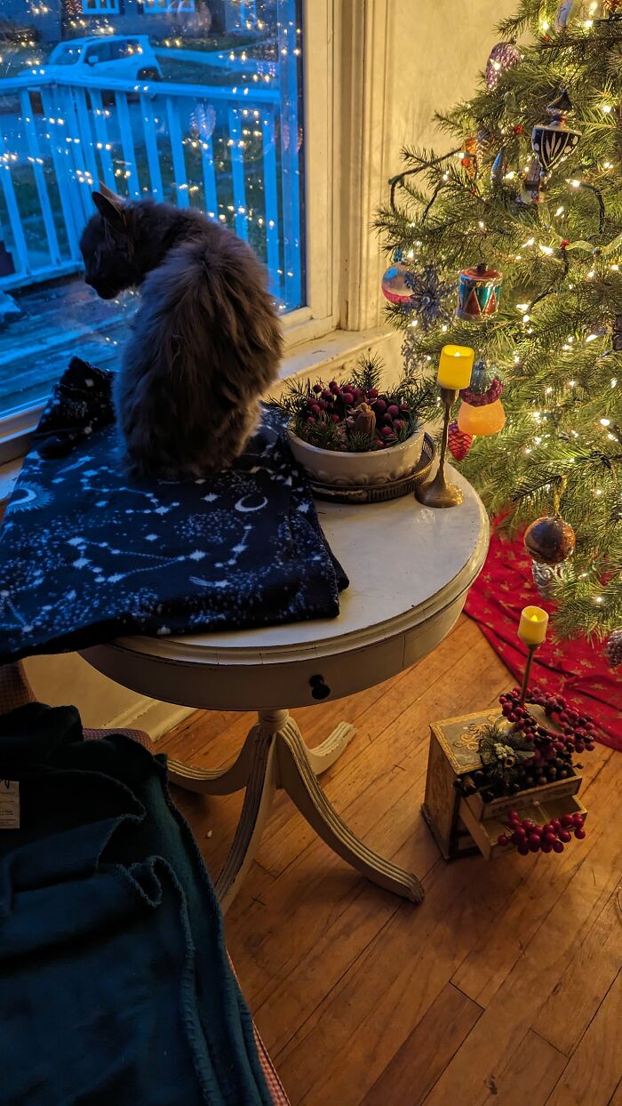 My Favorite Kitty On His Table In My Favorite Room At The Holidays. Every Year I Take His Picture After I Remove Some Of The Decorations On The Table To Make Room For Him. This Is His Sixteenth Christmas