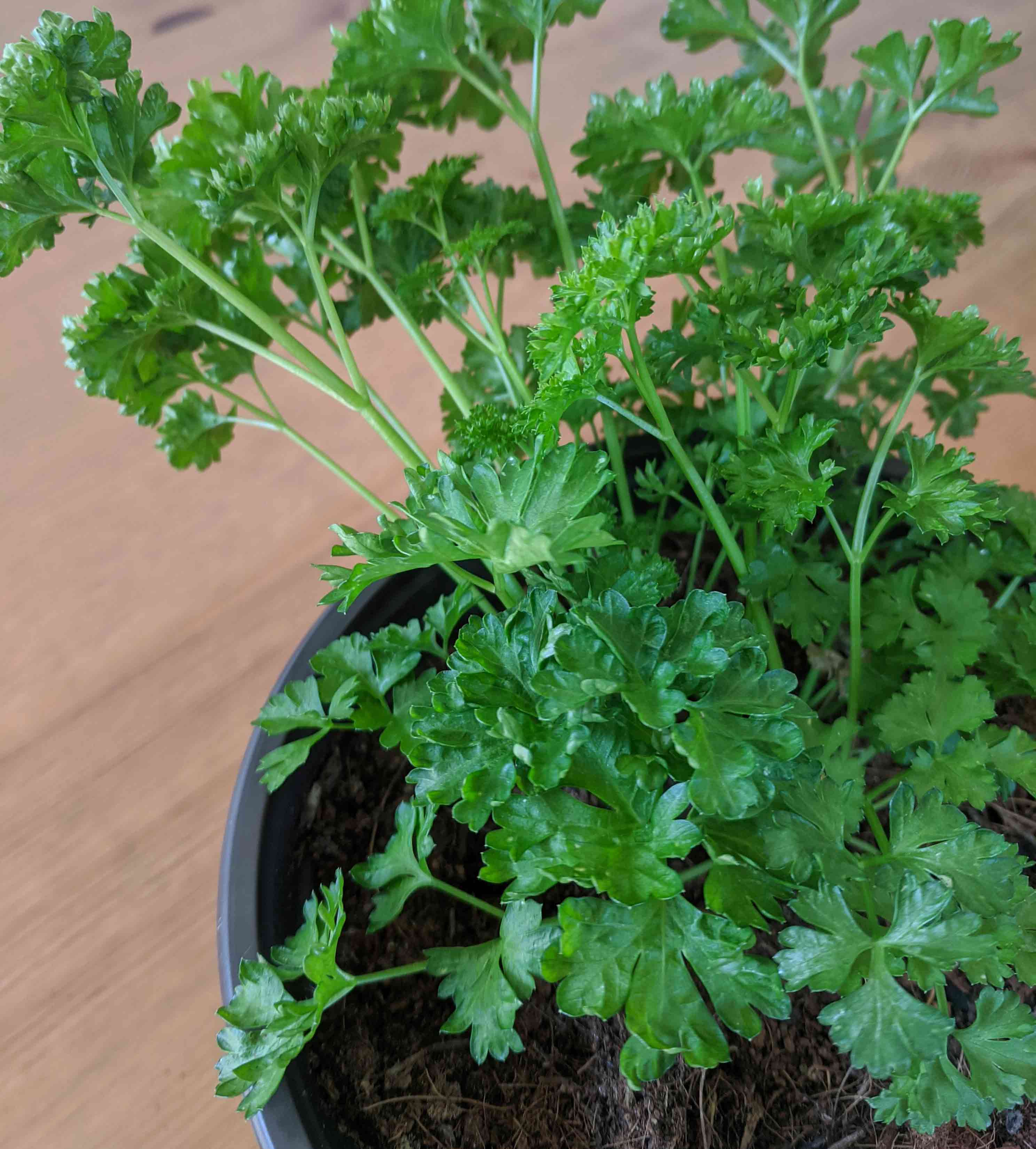 Potted parsley (Petroselinum crispum)