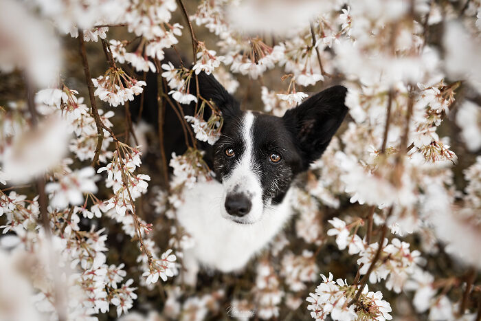 14 Year Old Penny Hiding Between The Blossom